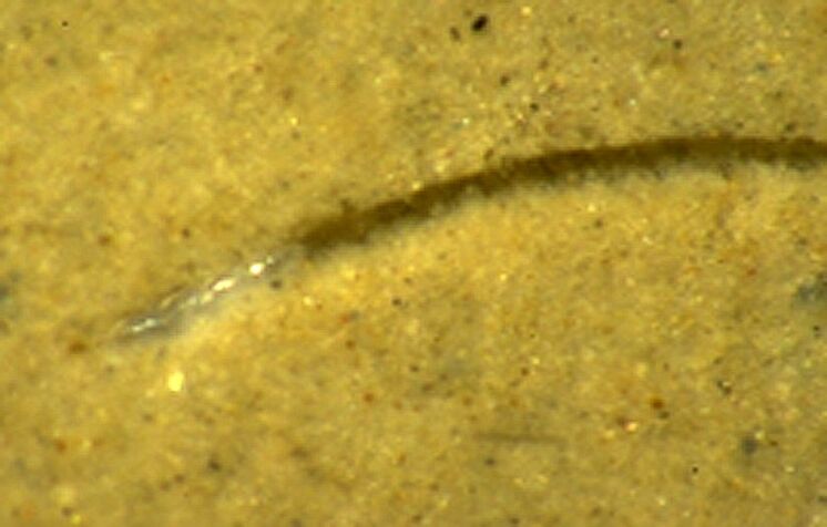 Eine Foraminifere, die sich durch Sediment bewegt (Copyright Petra Heinz)