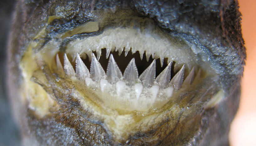 Kieferformen von 90 Hai-Arten zeigen: Evolution je nach Lebensraum. Foto: Schokoladenhai © Manuel Staggl 