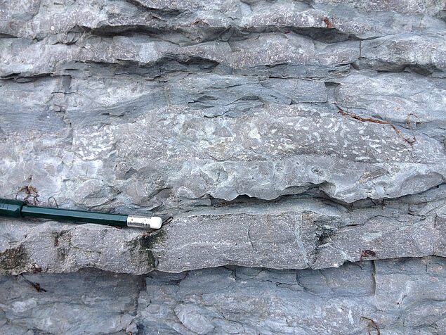 Cross-cutting facies. The depositional surface not at the lithological boundary but in the middle of the beds, combining different facies into one limestone bed. Unpublished photo by Theresa Nohl.