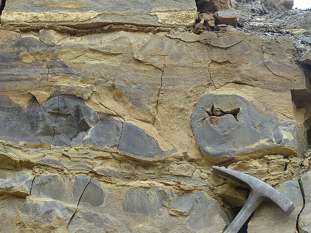 Shrinking or shaking: Are the septarian structures within limestone beds and on limstone surfaces caused by dessication and shrinkage or by earthquake waves disturbing the process of early diagenesis/lithification? Unpublished foto by Theresa Nohl