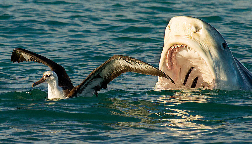 TTiger shark attacking albatros_C_National Marine Sanctuaries_Gemeinfrei, Commons Wikimedia