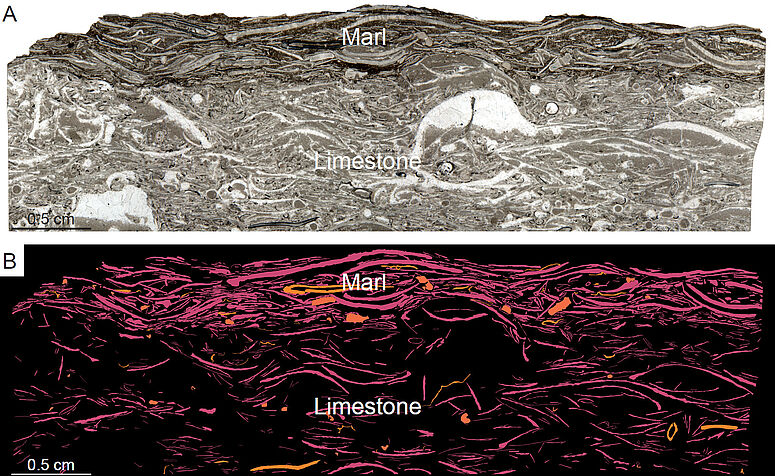 (A) Differential compaction and preservation of one storm bed, separated by early diagenesis into limestone and marl.  From Nohl et al. (2019) https://doi.org/10.2110/palo.2018.062