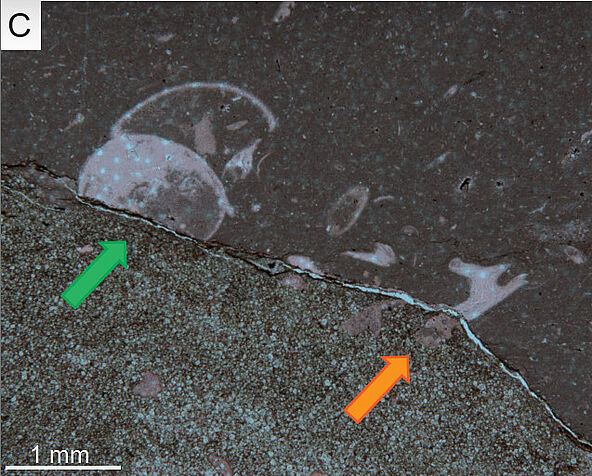 (C) Detail of originally aragonitic (green arrow) and calcitic fossils (red arrow) at the boundary between marl (lower part) and limestone (upper part). The originally aragonitic gastropod ends at the boundary, whereas the calcitic component (presumably a