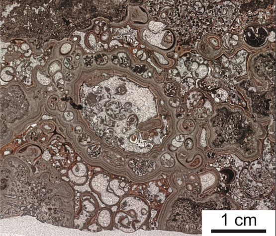 Horizontal cut of a Trichoptera protective case with agglutinated gastropods and chemically and biogenically precipitated laminae, preserving the fragile structure. From Nohl et al. 2021 ( https://doi.org/10.1002/gj.4067)