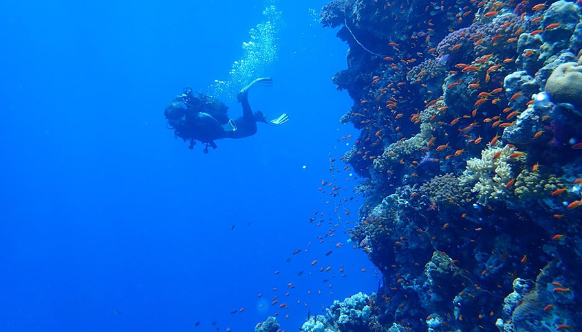 Taucher bei Korallenriff (C) Martin Zuschin