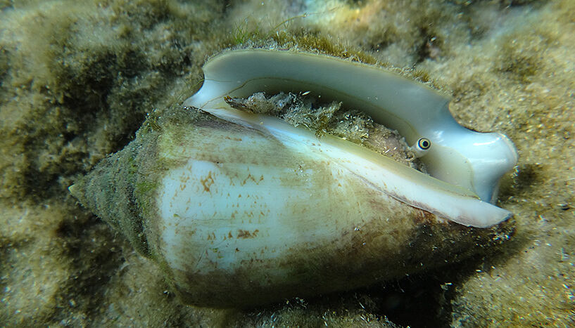 A tropical conch (Conomurex persicus) in shallow water off the Israeli Mediterranean coast (© Jan Steger)