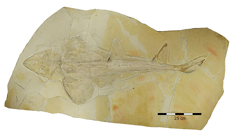 Fossil of the Late Jurassic shark Protospinax annectans from Solnhofen and Eichstätt, Germany (C: Sebastian Stumpf) 
