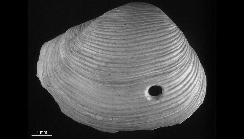 Fig. 1: Bivalve shells.  Fig. 1: A time series of predator-prey relationships in the northern Adriatic was established using the boreholes drilled by predatory snails in bivalve shells. C: Bettina Bachmann