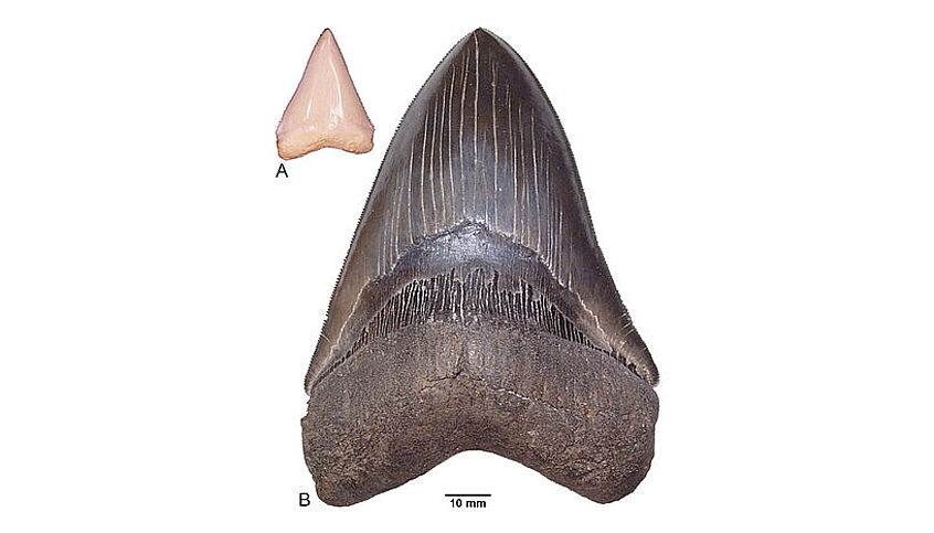 Größenvergleich von Zähnen eines heutigen ca. 2,7m langen Weißen Hais Carcharodon carcharias (A) und eines ca. 9m langen Otodus megalodon aus dem Miozän von South Carolina, U.S.A. (B). C: J. Kriwet